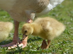 FZ028541 Goslings in grass.jpg